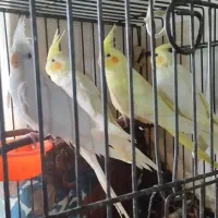 عروس  سه تا ماده قیمت مناسب سه تا 2000