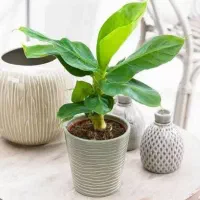 گل سرخس و پیتوس قلبی و بنجامین به مقدار زیاد