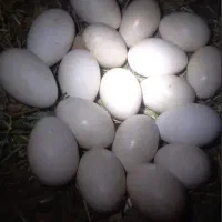 تخم غاز تازه و نطفه دار