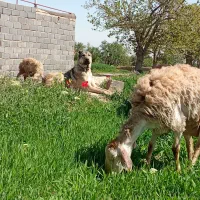 سگ گله ای|سگ|نصر آباد, |دیوار