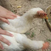 دو عدد خروس ۶ ماهه
