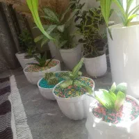 گلدان
