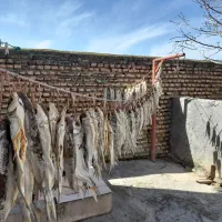 ماهی سفید شور