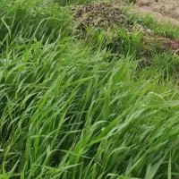 به عده ای کارگر خانم ماهر نیازمندم