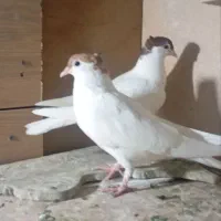 کبوتر شصتی کاکلی