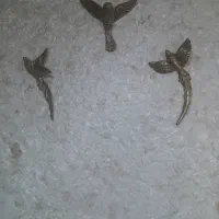 دیوارکوب برنزی پرستو