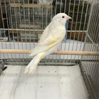 سره قناری اروپاای سفید چشم قرمز