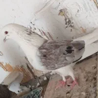 کبوتر|پرنده|بم, |دیوار