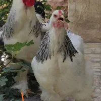 فروش تخم مرغ