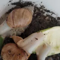 حلزون|خزنده|نجفآباد, حومه نجف آباد|دیوار