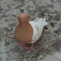 کبوتر ماده باش ساری کاکولی