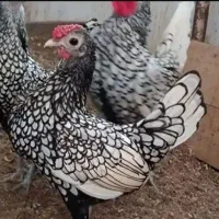 جوجه مرغ و خروس سبرایت