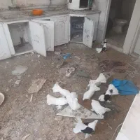 فروش کبوتر