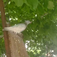 کبوتر|پرنده|یاسوج, |دیوار