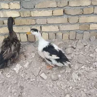 اردک