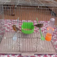 جفت قناری نروماده