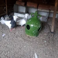کبوتر