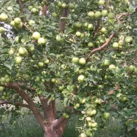 اجاره محصول باغ سیب