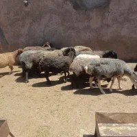 به تعداد ۱۳راس میش داشتی