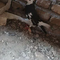 کفتر معامله هم میزنم