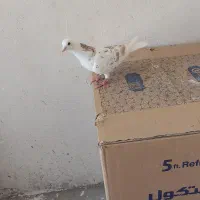 کفتر مایه