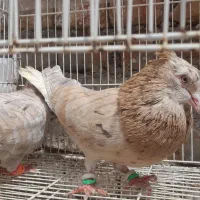 لیمویی دمسفید نروماده