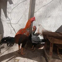 مرغ خروس لاری