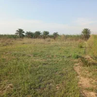 زمین-دارای-سند-تک-برگ-سبز-رنگ