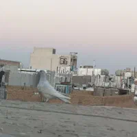 کبوتر جوجه نر شهری موفت