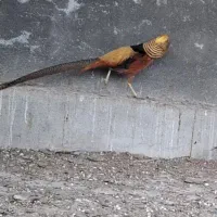 بلژیکی