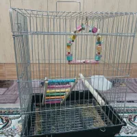 قفس عروس هلندی با آبخوری دون خوری و تاب و نرده بام