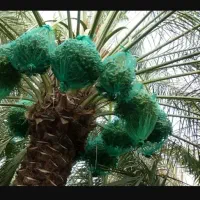 کیسه توری محافظ خوشه خرما/ توری نخل ضد پرنده زنبور