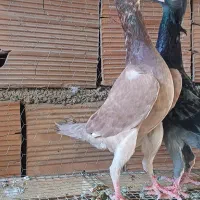 کاریر جوان اینده دار