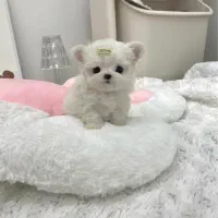 سگ نژاد پودل مالتیز