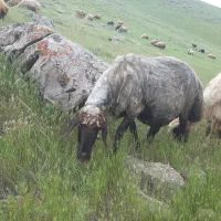 بره،گوسفند،قوچ بز