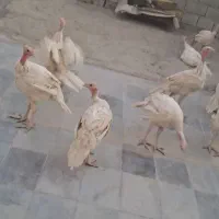 بوقلمون گوشتی بیوتی