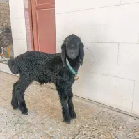 بره نر