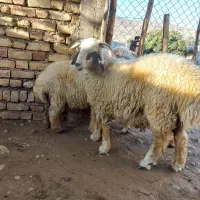 بره سبک