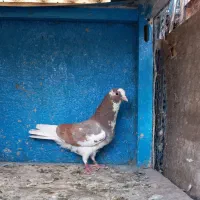 کفتر. دوتا نر گردن کلفت گرفتنی تیرماه