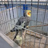 عروس هلندی کبوتر