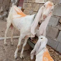 بز دوتا کره