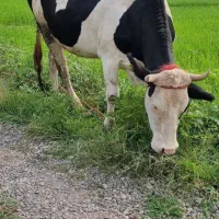 گاودورک