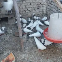 فروش تعدادی طوقی زرین واکسی و هفت رنگ وغیره