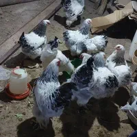 فروش تعدادی مرغ پاپر امپراطور اصل