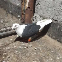 یک پشت گراف