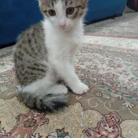 گربه
