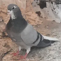 نر خرقه معاوضه با اصفهانی
