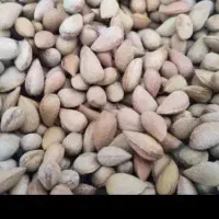 بادام تلخ تمیز ومغز دار آماده برای شوره