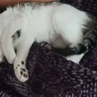 نگهداری گربه موقت