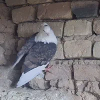 کبوتر سربری دمگیر نقشی